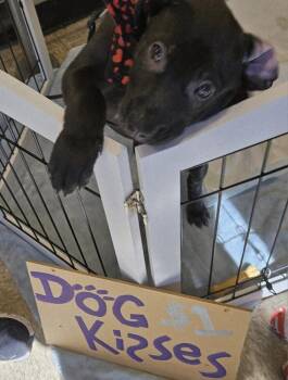 Labrador Retriever Dogs Available for Adoption - Dorothy | PetCurious