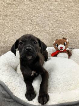 Mixed Breed Dogs Available for Adoption - Jade | PetCurious