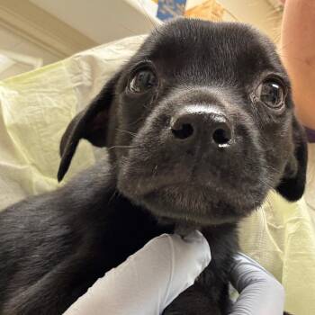 Mixed Breed Dogs Available for Adoption in Pekin, Illinois - Cal | PetCurious