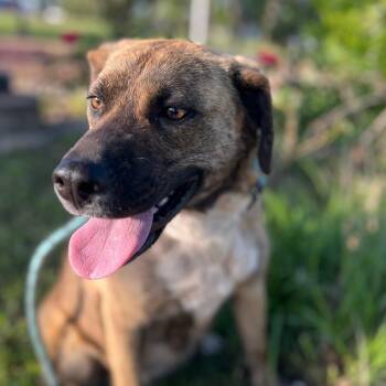 Labrador Retriever and Hound Dogs Available for Adoption in Spring, Texas - Lulu | PetCurious