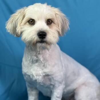 Terrier Dogs Available for Adoption - Ruffles: From Matted To Marvelous | PetCurious