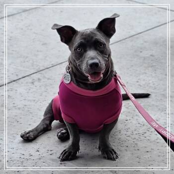 Trixi -  Pit Bull Terrier and Dachshund Dog for Adoption in Chandler, Arizona - Trixi | PetCurious