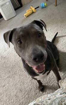 Rescue Pit Bull Terrier Dogs for Adoption in Byron, Illinois - Mabel | PetCurious