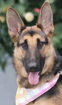 Bonnie von Riedstadt -  German Shepherd Dog Dog for Adoption in Los Angeles, California - Bonnie Von Riedstadt | PetCurious