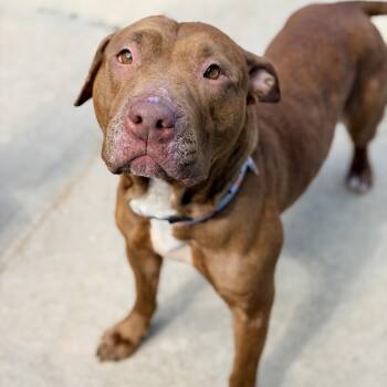 Lilly -  Pit Bull Terrier Dog for Adoption in Stafford Township, New Jersey - Lilly | PetCurious
