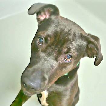 Koda -  Labrador Retriever and Mixed Breed Dog for Adoption in Berkeley Springs, West Virginia - Koda | PetCurious