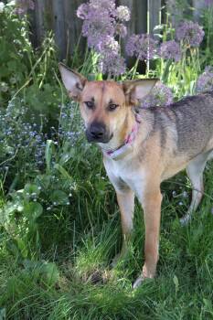 Sury -  German Shepherd Dog and Labrador Retriever Dog for Adoption in Erin, Ontario - Sury | PetCurious