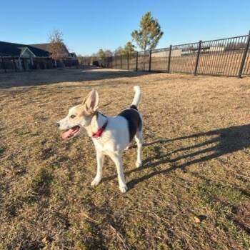 Mixed Breed Dogs Available for Adoption in Bentonville, Arkansas - Peppermint | PetCurious