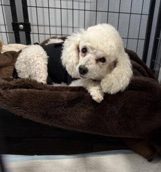 Kila -  Poodle and Mixed Breed Dog for Adoption in Fort Worth, Texas - Kila | PetCurious