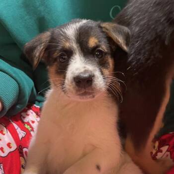 Australian Shepherd Dogs Available for Adoption - Deja | PetCurious