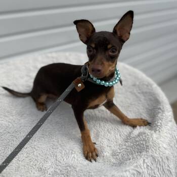Candee -  Miniature Pinscher and Chihuahua Dog for Adoption in Newberg, Oregon - Candee | PetCurious