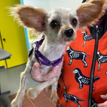 Caden -  Yorkshire Terrier Dog Available for Adoption in Lenexa, Kansas - Caden | PetCurious
