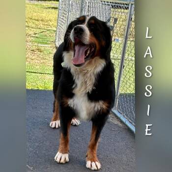 Lassie -  Bernese Mountain Dog Dog for Adoption in Fredericksburg, Virginia - Lassie | PetCurious