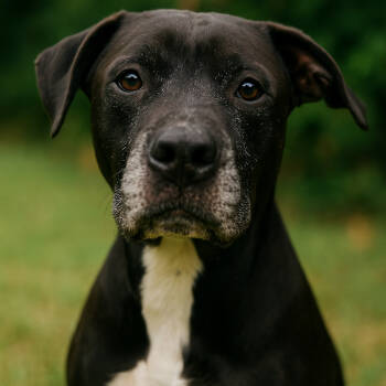 Rescue Labrador Retriever and Mixed Breed Dogs for Adoption in Mount Vernon, Indiana - Clyde | PetCurious