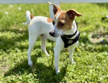 Jack Russell Terrier Dogs Available for Adoption in Owensboro, Kentucky - MILO!! | PetCurious