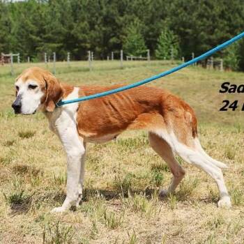 American Foxhound Dogs Available for Adoption in Chesapeake, Virginia - Trudy Anne | PetCurious