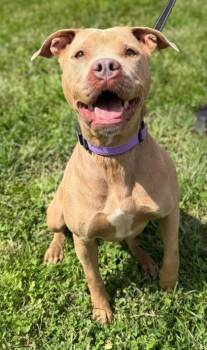 Marmalade -  Pit Bull Terrier Dog for Adoption in Batavia, Ohio - Marmalade | PetCurious