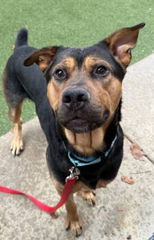 Rescue German Shepherd Dog and Mixed Breed Dogs for Adoption in Valley View, Ohio - Schwartz | PetCurious