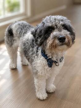 Rockie -  Poodle Dog for Adoption - Rockie | PetCurious