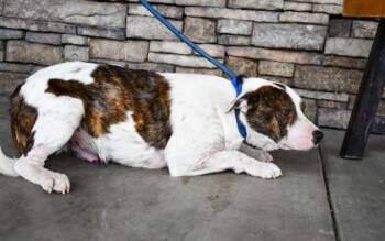 Pit Bull Terrier and Cattle Dog Dogs Available for Adoption in Yakima, Washington - Mat | PetCurious
