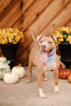 Rescue American Staffordshire Terrier Dogs for Adoption in Houston, Texas - Boogie | PetCurious