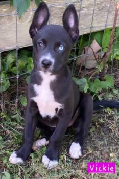 Vickie -  Husky Dog for Adoption in Alexander, Arkansas - Vickie | PetCurious