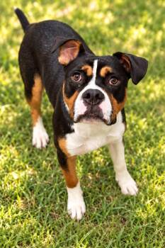 Brutus -  Pit Bull Terrier and Mixed Breed Dog for Adoption in Chattanooga, Tennessee - Brutus | PetCurious
