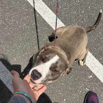 Terrier and Mixed Breed Dogs Available for Adoption in Rockville, Maryland - Roody | PetCurious