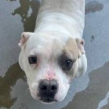 Golden Tempo -  American Bully and Mixed Breed Dog for Adoption in Stafford, Virginia - Golden Tempo | PetCurious