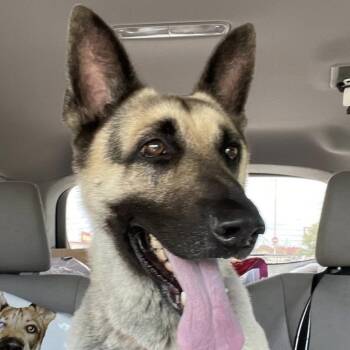 Jax (26-245) -  German Shepherd Dog Dog for Adoption in New Ringgold, Pennsylvania - Jax (26-245) | PetCurious