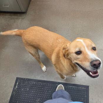 Stitch -  Labrador Retriever and Mixed Breed Dog for Adoption in Chattanooga, Tennessee - Stitch | PetCurious