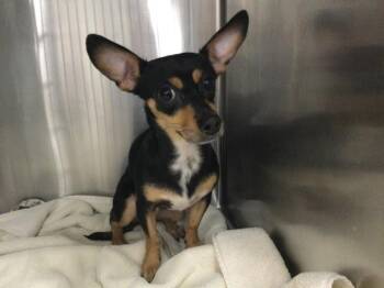 A1921783 -  Chihuahua Dog for Adoption in Thousand Palms, California - A1921783 | PetCurious
