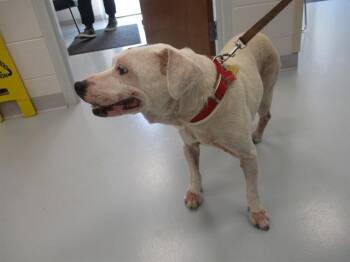 DOTTIE -  American Staffordshire Terrier and Parson Russell Terrier Dog for Adoption in Ocala, Florida - DOTTIE | PetCurious