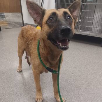 Rescue Belgian Shepherd Malinois Dogs for Adoption in Hattiesburg, Mississippi - Chickadee | PetCurious