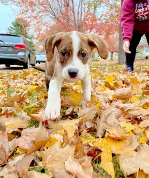 Rescue Great Pyrenees and Mixed Breed Dogs for Adoption in Clinton, Wisconsin - Klaus | PetCurious