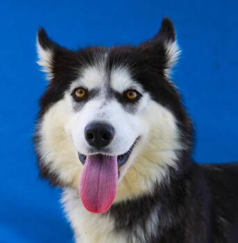 AURORA -  Siberian Husky Dog for Adoption in Pasadena, California - AURORA | PetCurious