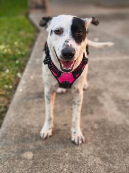 Jackie -  Australian Cattle Dog Blue Heeler Dog for Adoption in Harlingen, Texas - Jackie | PetCurious