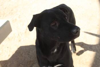 Rescue Black Labrador Retriever Dogs for Adoption in Yucca Valley, California - Angel | PetCurious