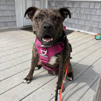 Rebel -  Boxer and Pit Bull Terrier Dog for Adoption in New Boston, New Hampshire - Rebel | PetCurious