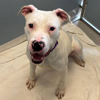 Mixed Breed Dogs Available for Adoption in Naperville, Illinois - Ziggy | PetCurious