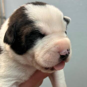 Holstein -  Shepherd Dog for Adoption in North Battleford, Saskatchewan - Holstein | PetCurious