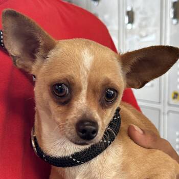 Mixed Breed Dogs Available for Adoption in Leander, Texas - Ines FKA Luna | PetCurious