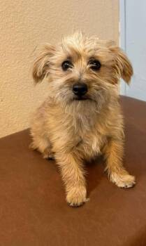 Yorkshire Terrier Dogs Available for Adoption - Anya | PetCurious