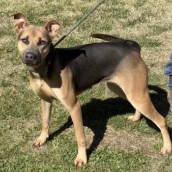 Mars -  German Shepherd Dog and Mixed Breed Dog for Adoption in Hagerstown, Maryland - Mars | PetCurious