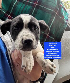 Staffordshire Bull Terrier Dogs Available for Adoption - Velcro Strip | PetCurious