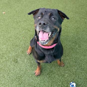 Rottweiler Dogs Available for Adoption in Lakeland, Florida - Tendra | PetCurious