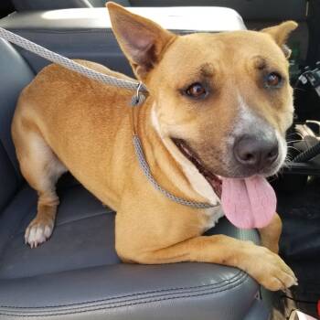 Rescue Terrier Dogs for Adoption in Portland, Texas - TXAC-Stray-19489 | PetCurious