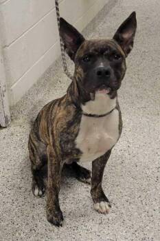 Camo -  Pit Bull Terrier and Mixed Breed Dog for Adoption in Kansas City, Missouri - Camo | PetCurious