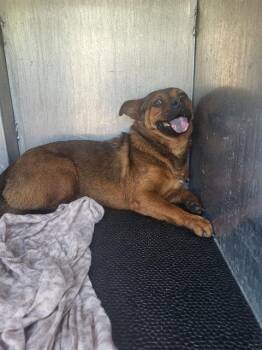 Chow Chow Dogs Available for Adoption in San Antonio, Texas - LACEY | PetCurious