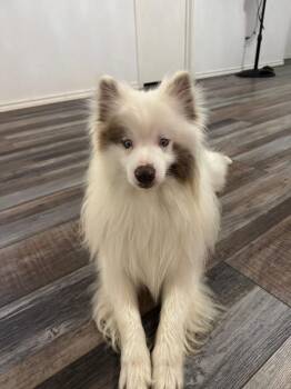 Jasper -  Eskimo Dog and Pomeranian Dog for Adoption in Richardson, Texas - Jasper | PetCurious